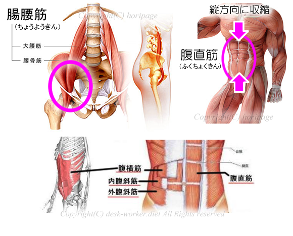 腸腰筋と腹筋の解説図