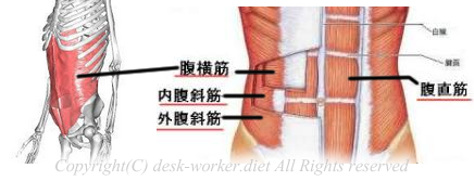 腹筋の解説画像