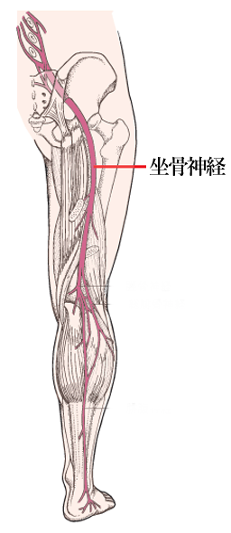 坐骨神経の画像