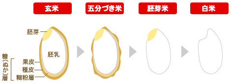 白米と玄米の比較画像