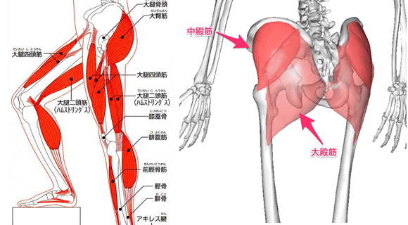 足とお尻の筋肉図